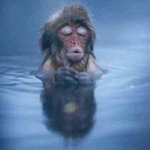 Meet your Posher, Elbona